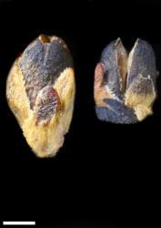 Veronica scrupea. Capsule. Scale = 1 mm.
 Image: P.J. Garnock-Jones © Landcare Research CC-BY-NC 3.0 NZ